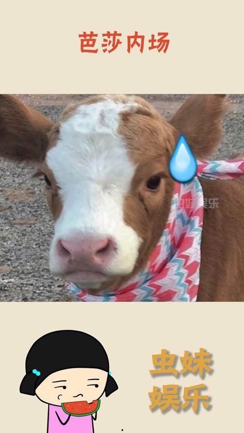 娱乐吃瓜酱拼图,揭秘娱乐圈背后的秘密与八卦